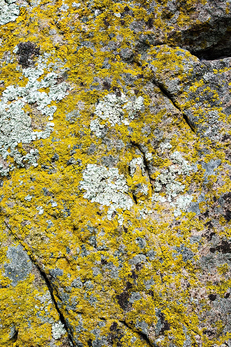 Brú na Bóinne Lichen, Co. Meath, Ireland