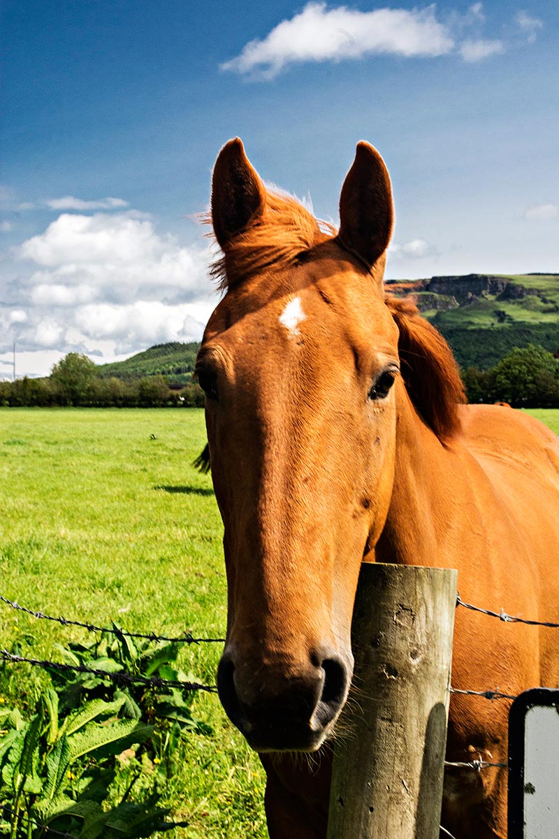 Making Friends with a Horse at Crindle Stables