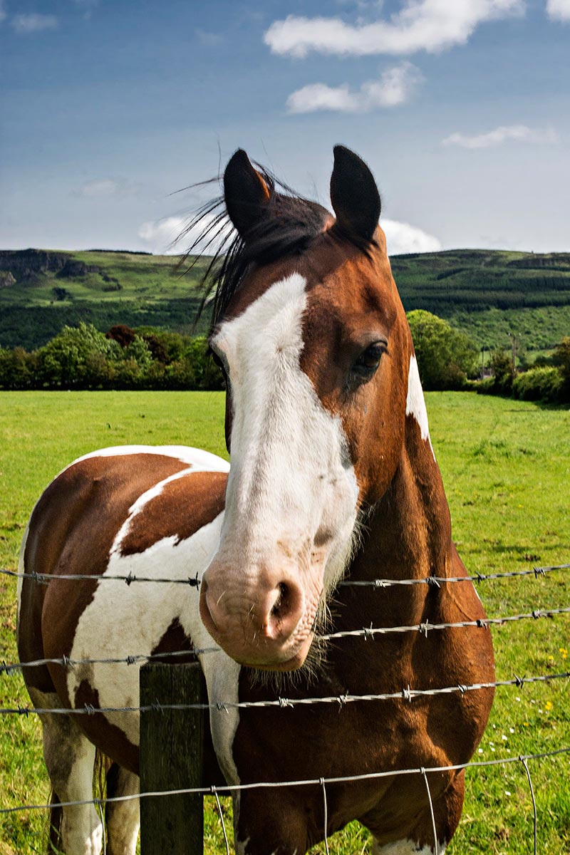 Making Friends with a Horse at Crindle Stables