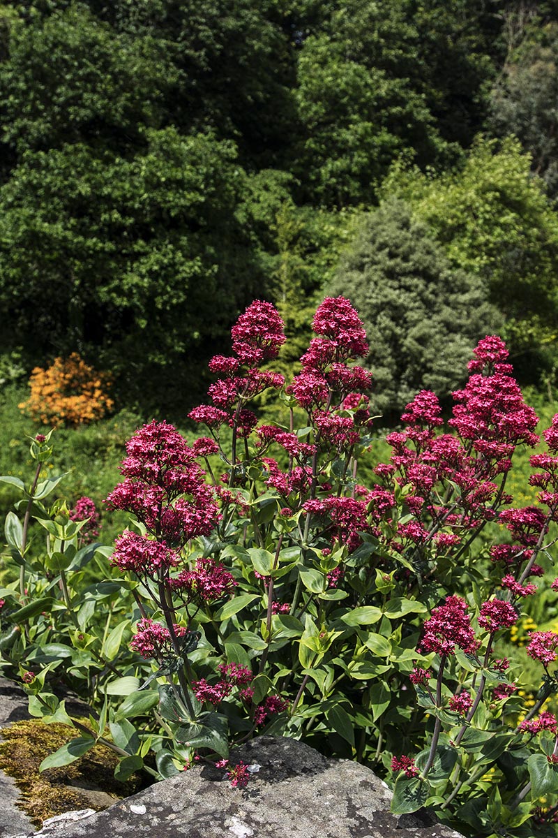 Red Valerian Flowers, Downhill Desmesne
