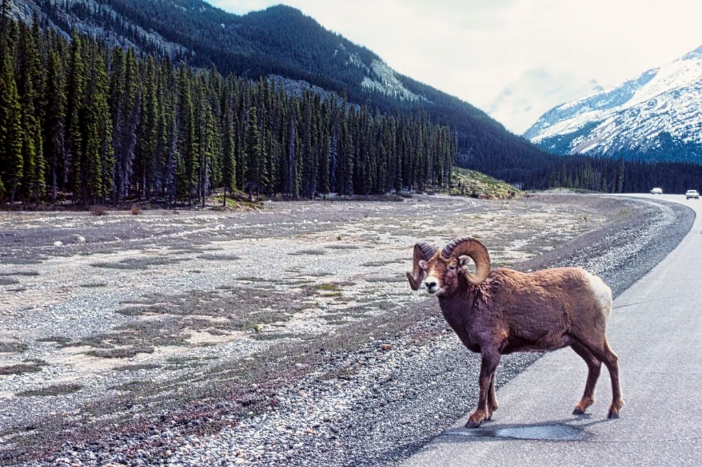 Big Horn Sheep