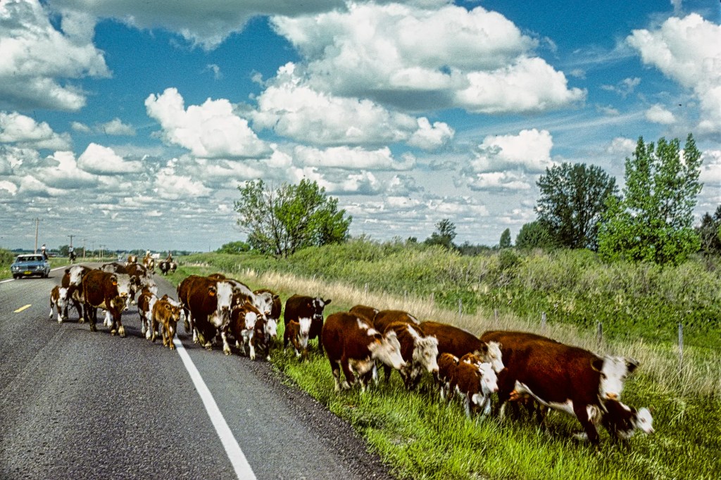 Cattle Drive, Hwy 873 & 544, Brooks, AB