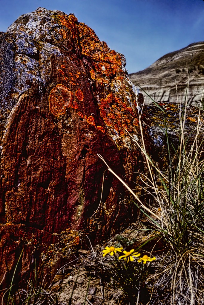 Colourful Lichen, Dinosaur PP, Alberta