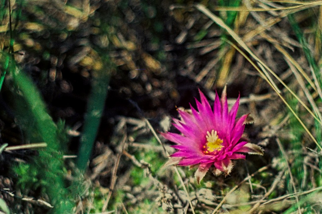 Pediocactus (pincushion cactus), Dinosaur PP