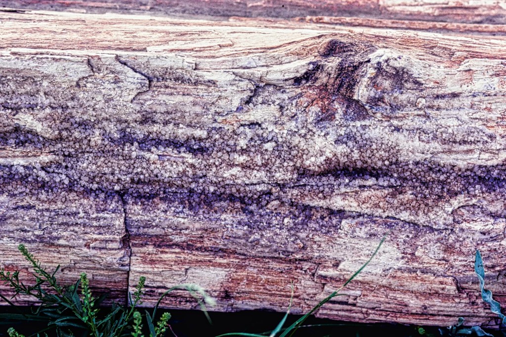 Tree Fossil with Silica Crystals, Dinosaur PP