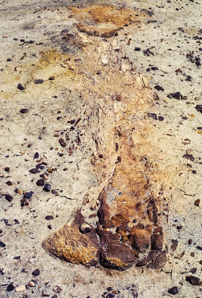 Dinosaur Fossil, Dinosaur PP, Alberta