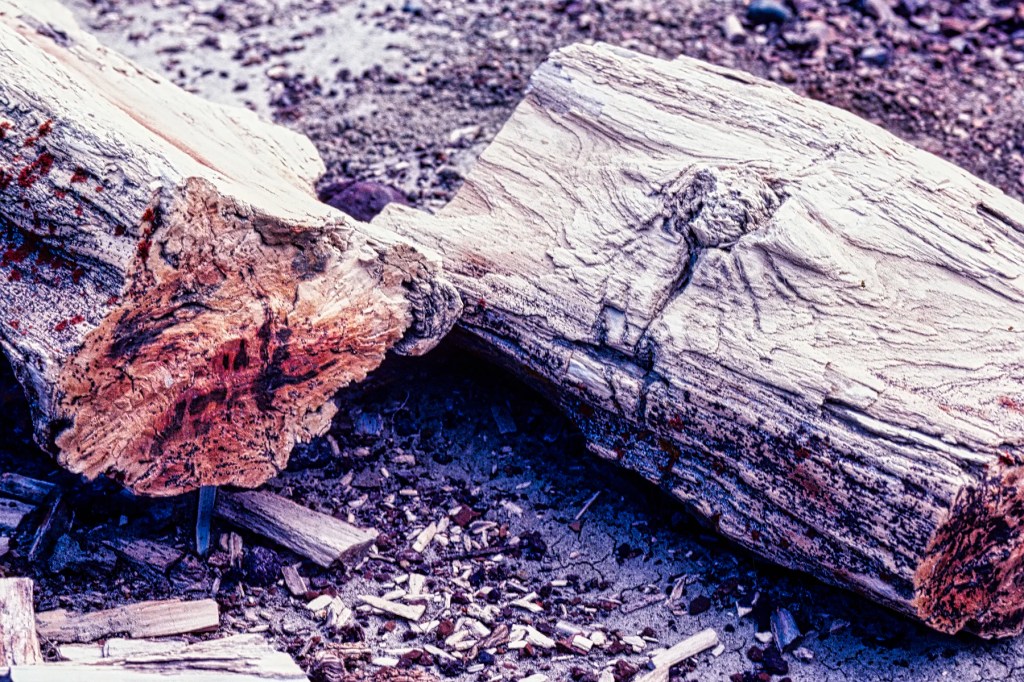 Tree Fossils, Dinosaur PP