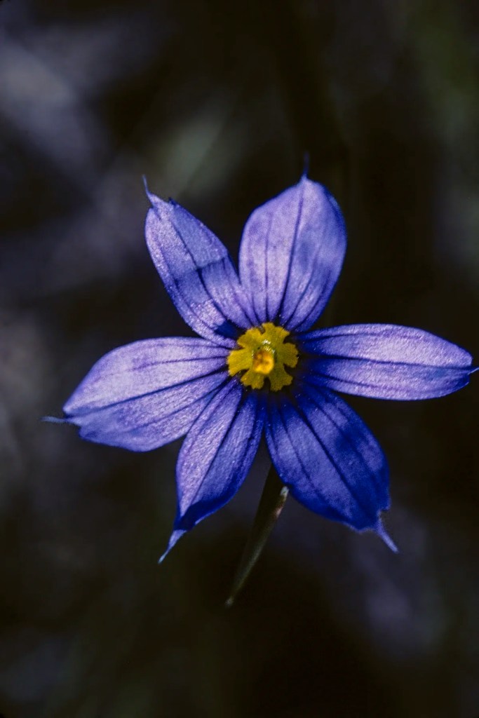 Blue-eyed grass, Dinosaur PP
