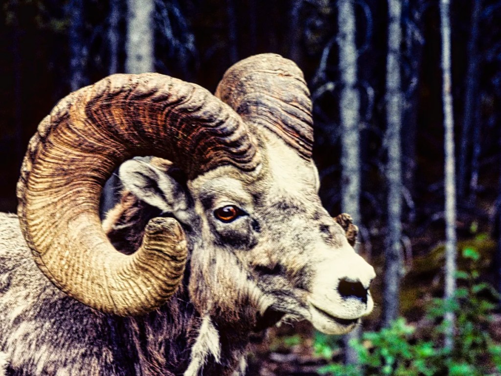 Big Horn Sheep, Banff NP, AB