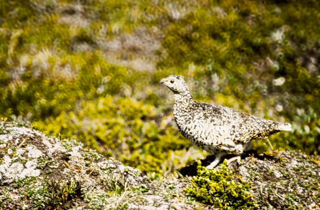 White-tailed ptarmigan, Parker’s Ridge Trail