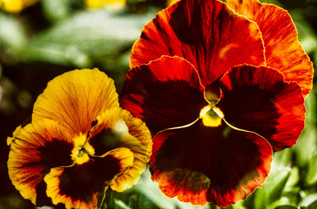 Pansies, Cascade Gardens, Banff, AB
