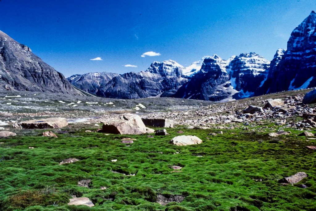 Wenkchemna Peaks from Alpine Meadows, Banff NP, AB