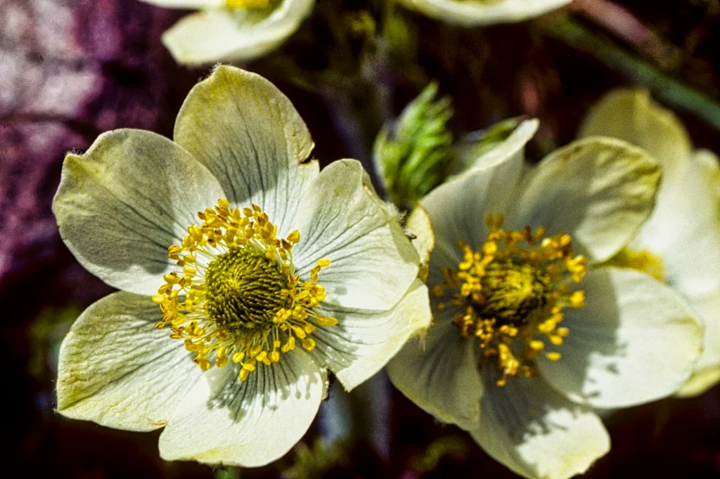 Western Anemone, Wildflowers of Banff NP