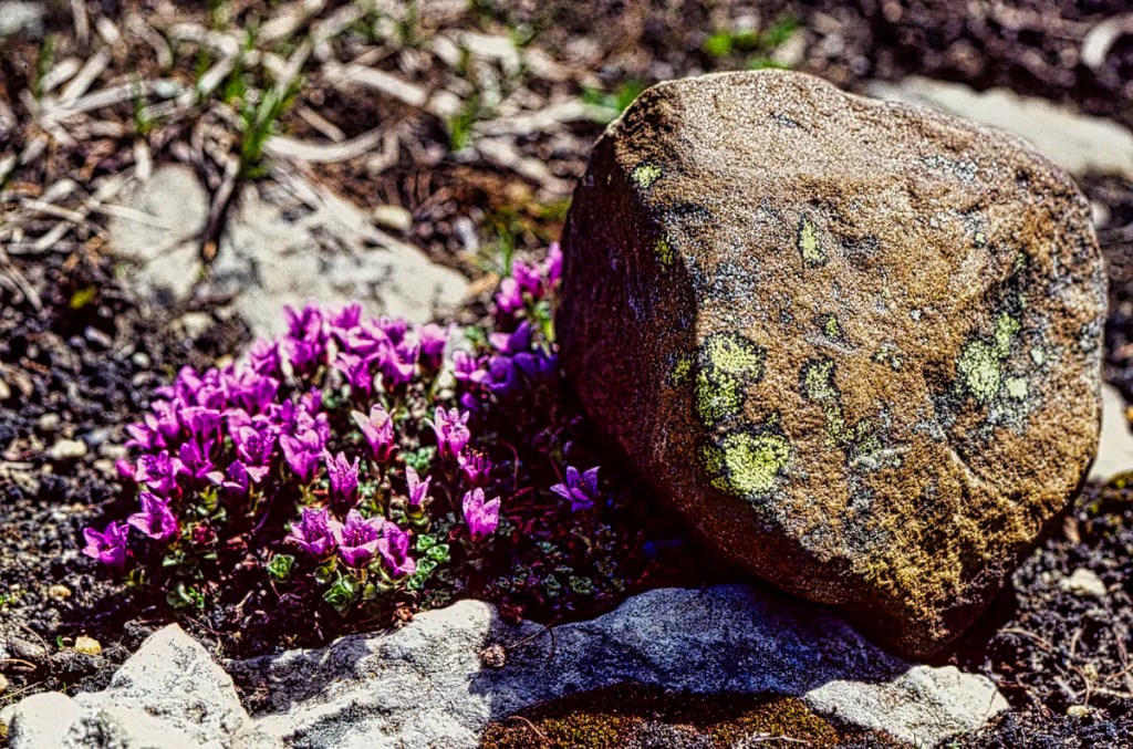 Moss Campion, Wildflowers of Banff NP