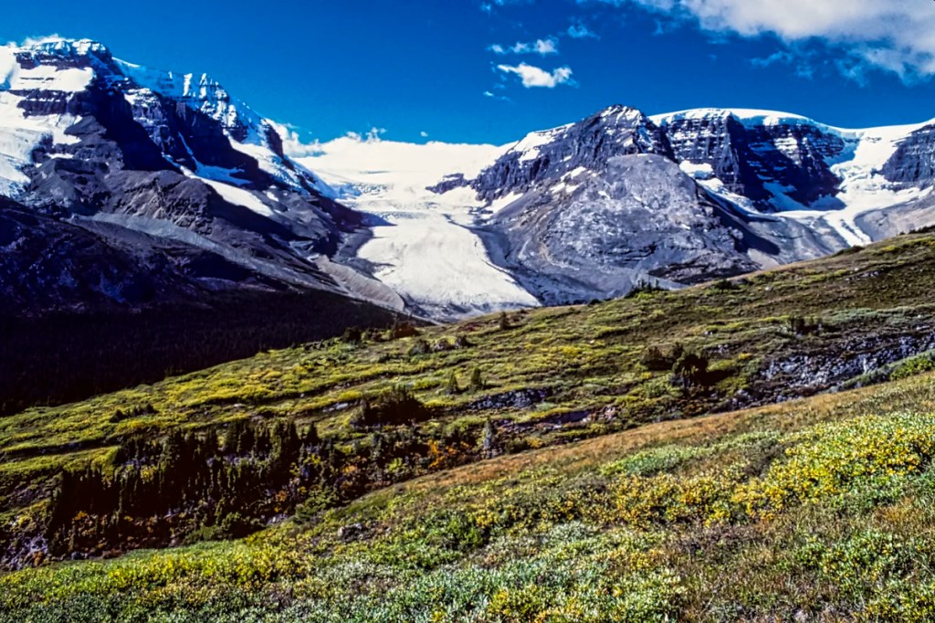 Athabasca Glacier from Wilcox Pass Trail