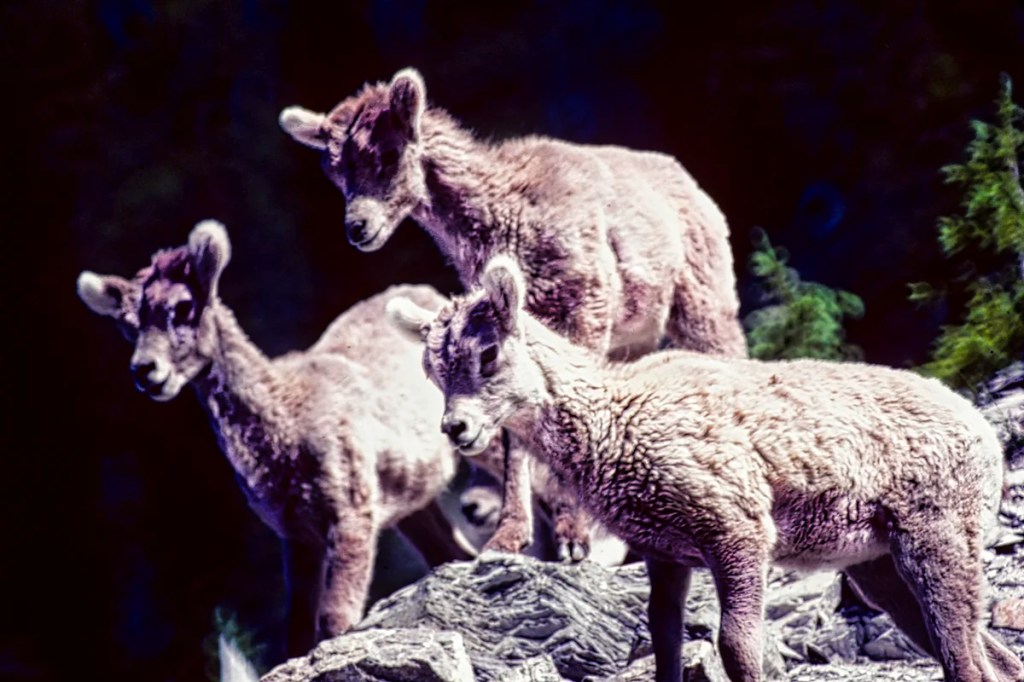 Big Horn Sheep