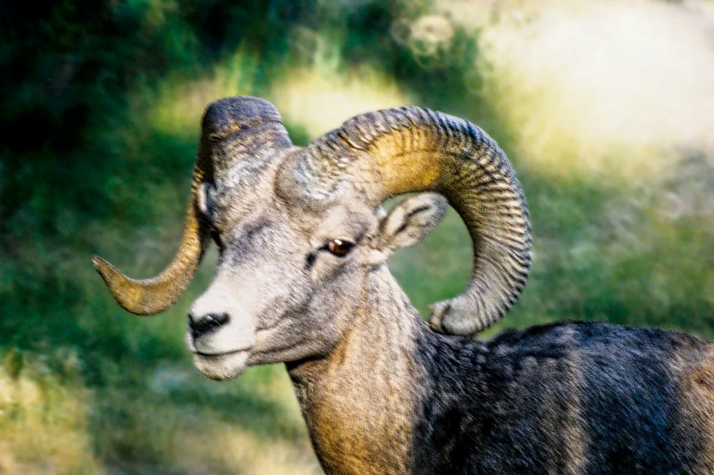 Big Horn Sheep