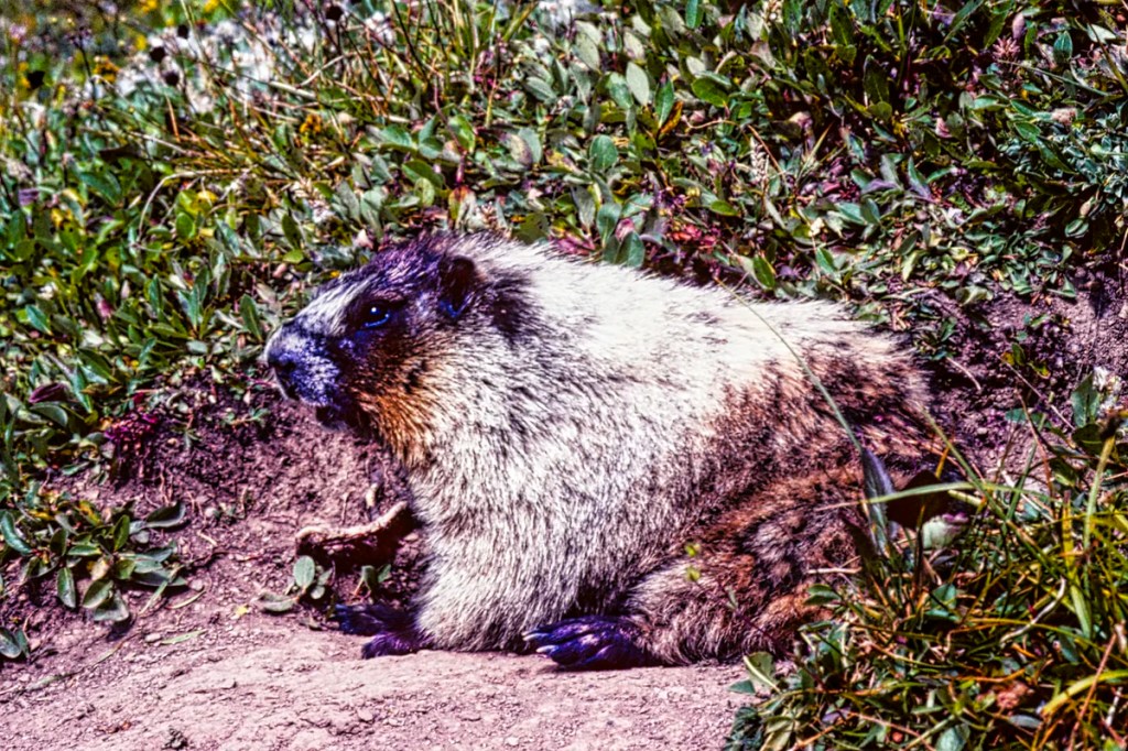 Hoary Marmot, Subalpine Wildlife in the Rockies