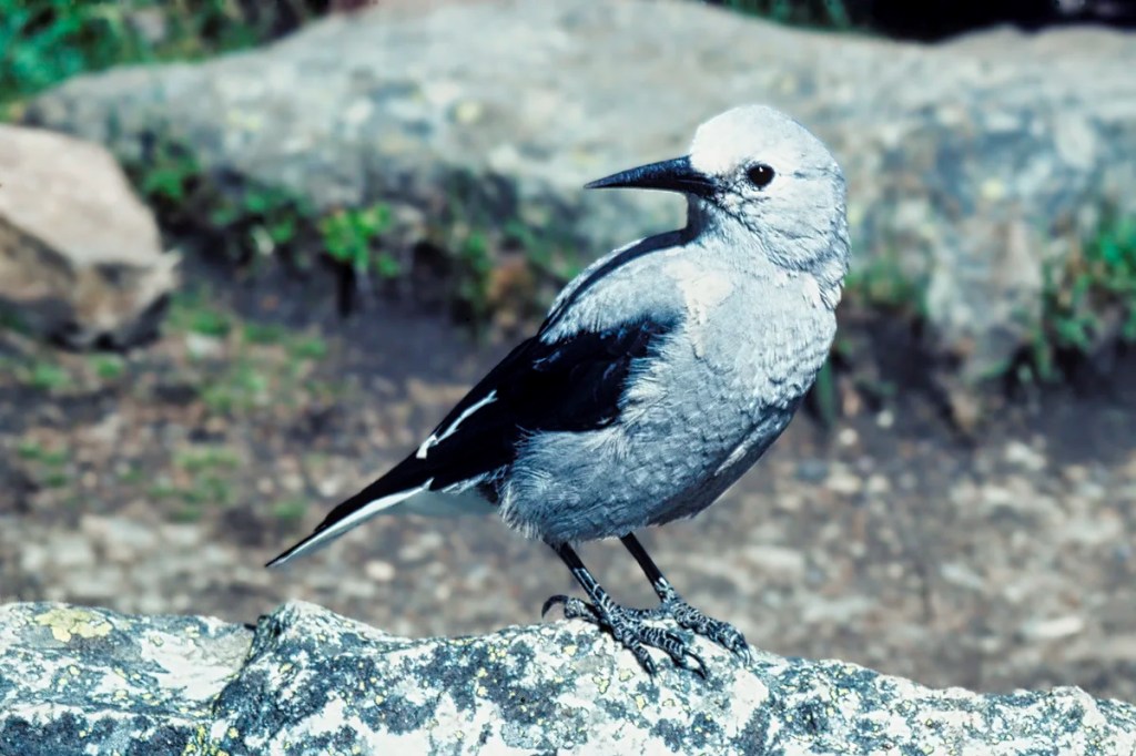 Clarke's Nutcracker, BIrdlife in the Rockies, Banff NP. AB