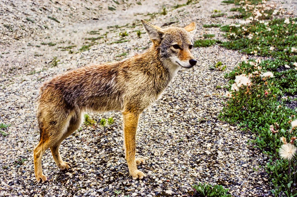 Coyote, Wildlife in the Rockies
Johnston Canyon, Banff NP. AB