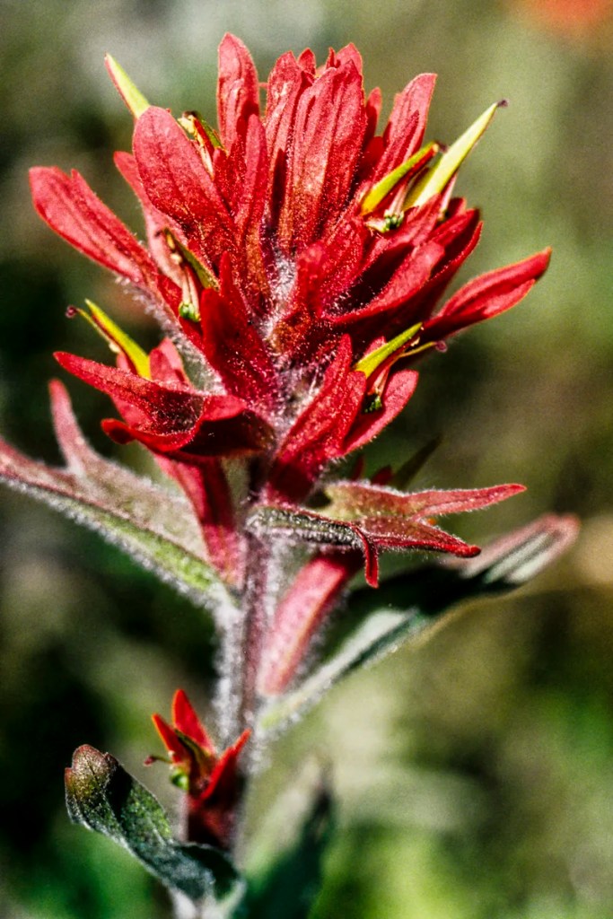 Indian Paintbrush, Wildflowers of Banff NP