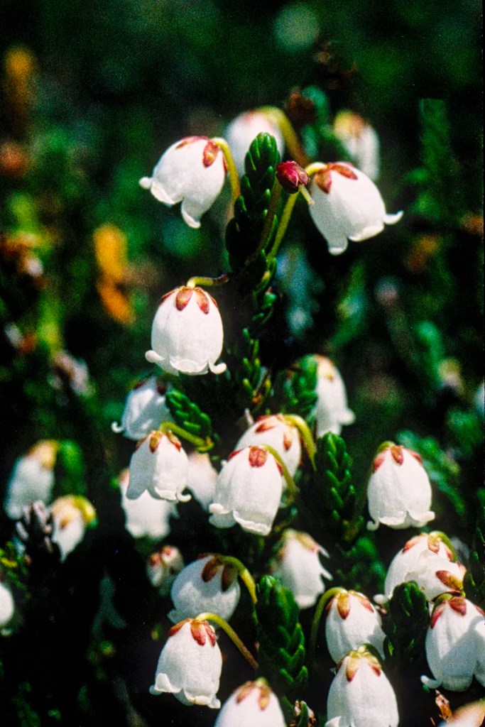 White Mountain Heather, Wildflowers of Banff NP