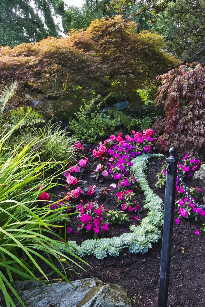 New Guinea Impatiens, Mexican Snow Ball, Queen Elizabeth Park, Vancouver, BC