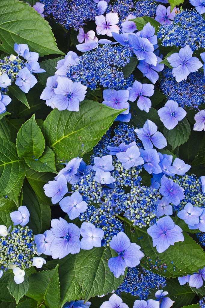 Bigleaf Hydrangea, Queen Elizabeth Park, Vancouver, BC