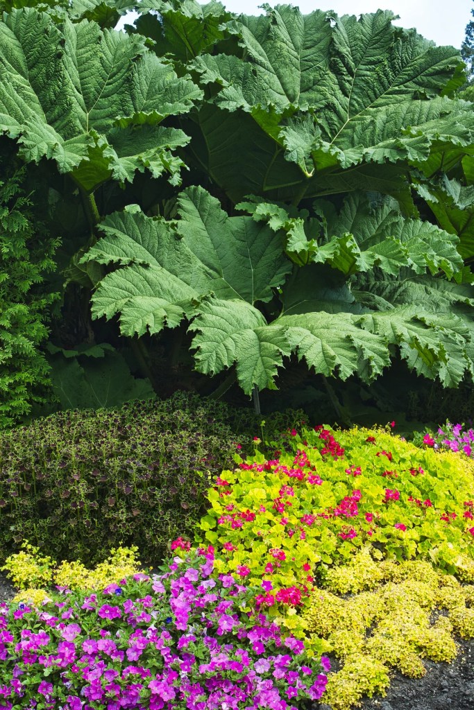 Giant Rhubarb, Petunia, Geranium, Queen Elizabeth Park, Vancouver, BC