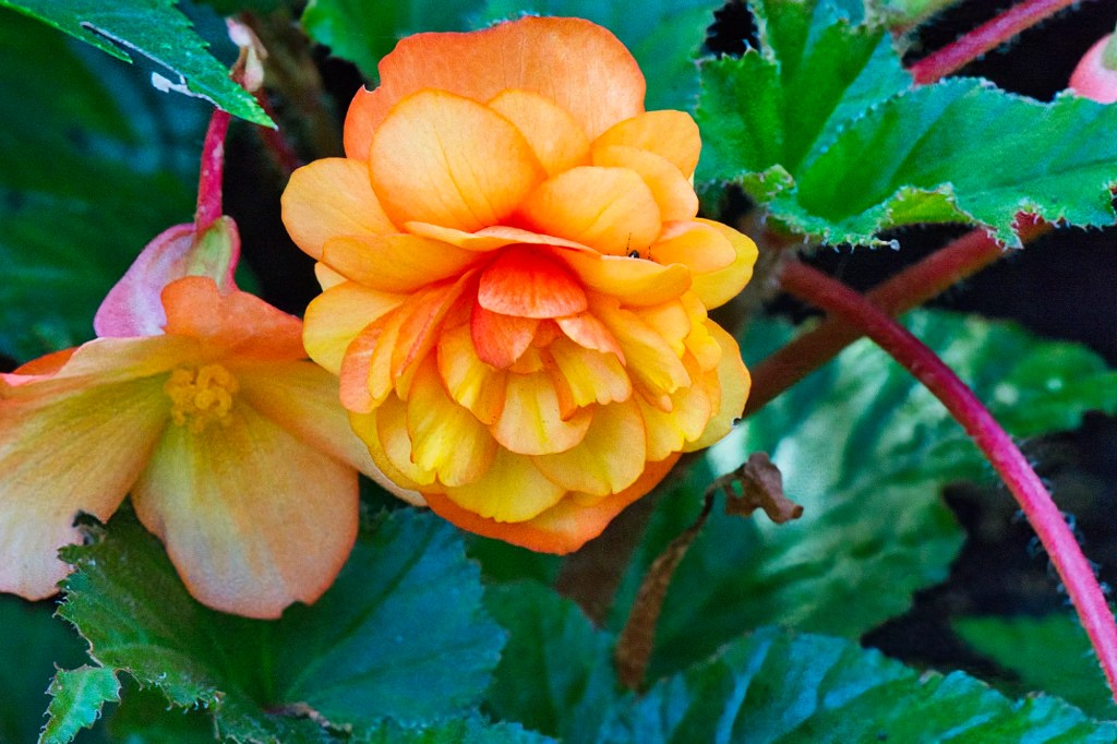 crimson yellow Wax Begonia, Queen Elizabeth Park, Vancouver, BC