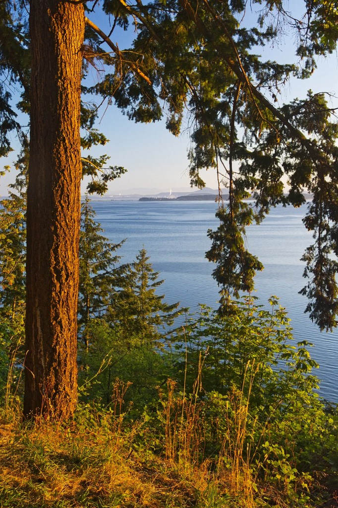 Douglas Fir Sunset, Chuckanut Scenic Hwy, WA