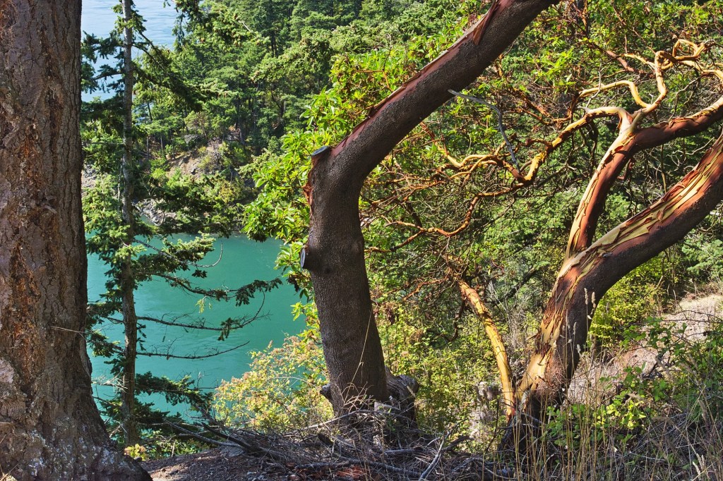 Arbutus Trees, Deception Pass, WA