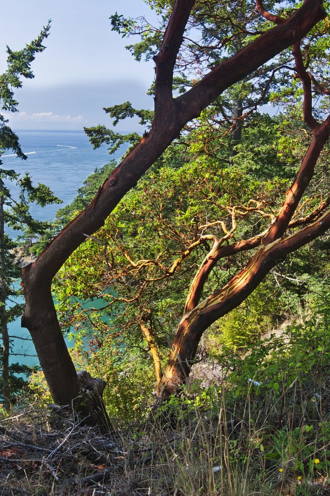 Arbutus Trees, Deception Pass, WA