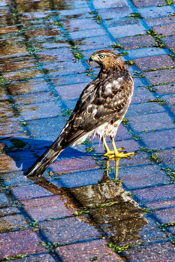 Juvenile red-tailed hawk, Assiniboine Park, Winnipeg, Manitoba