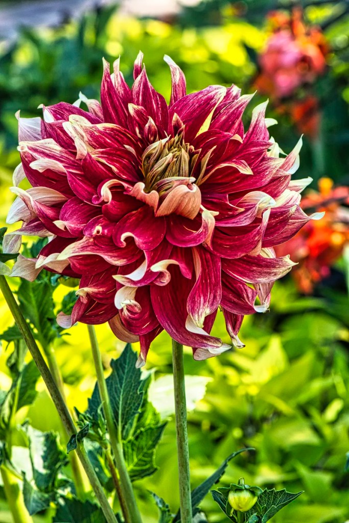 Dahlia, English Garden, Assiniboine Park, Winnipeg, Manitoba