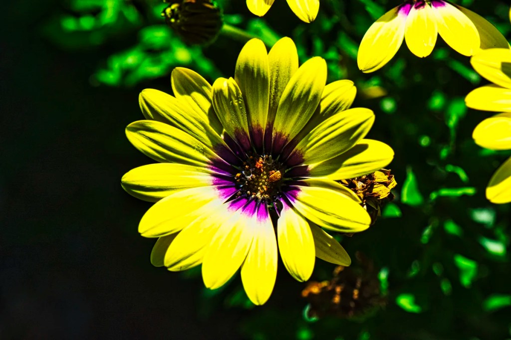Cape Marguerite, English Garden