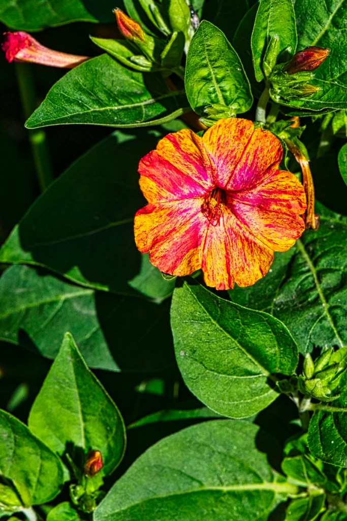 Four o'clock flower, English Garden