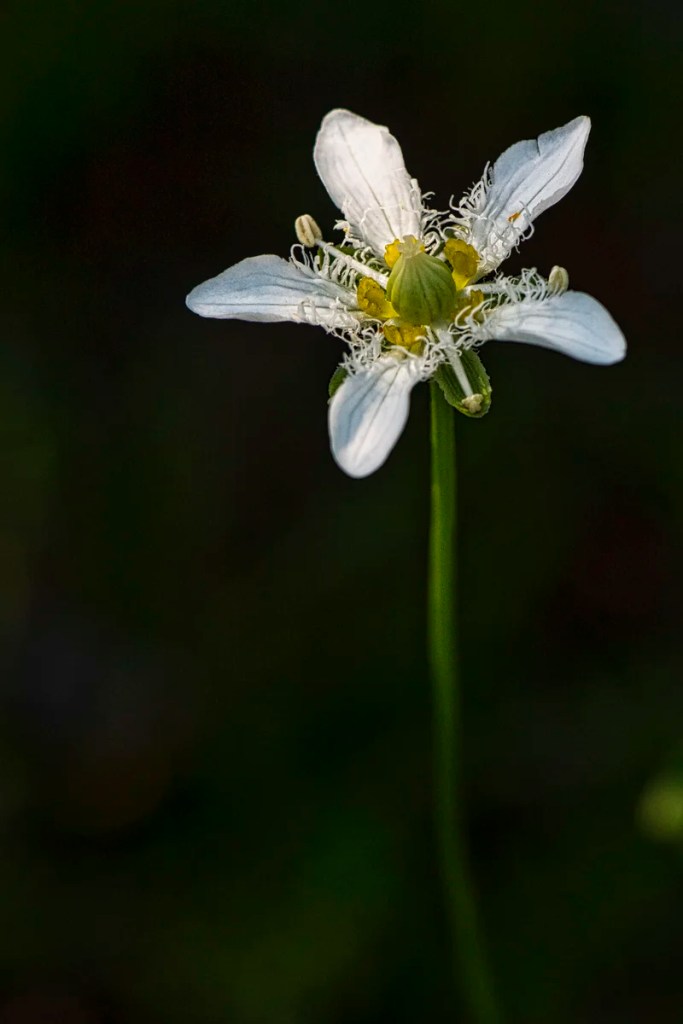 Grass of Parnassus, alpine flowers of the Rockies