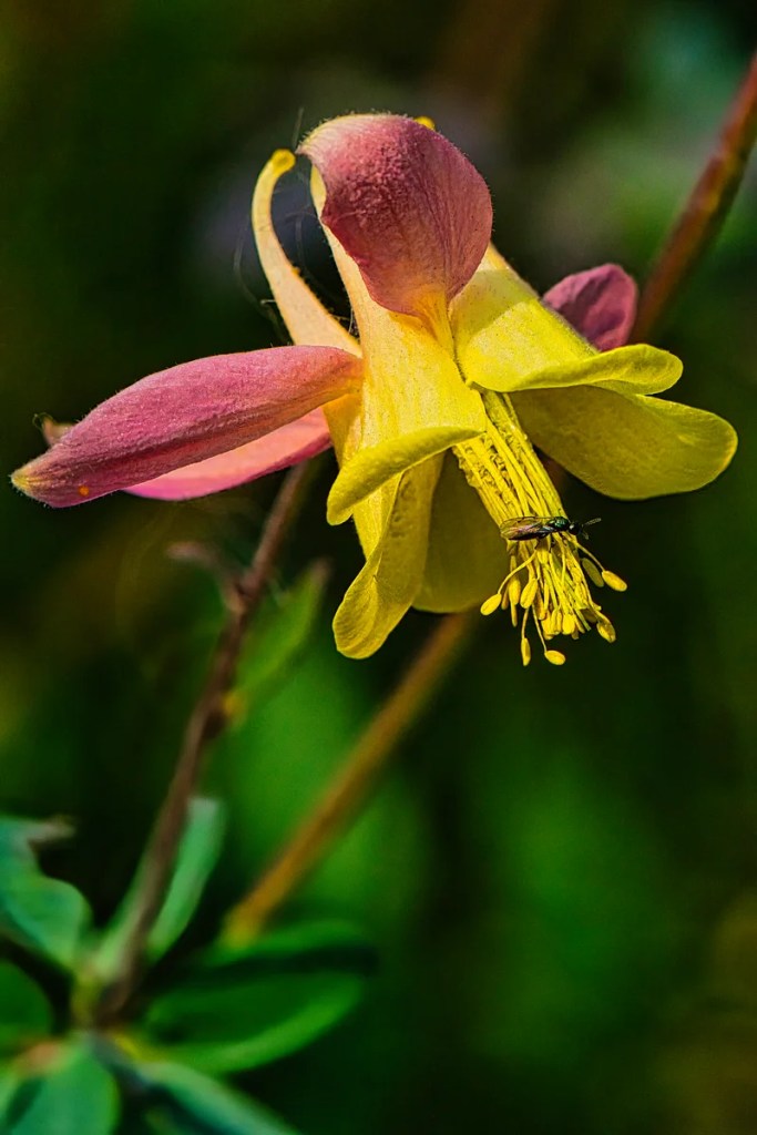 Columbine, Wildflowers of Banff NP