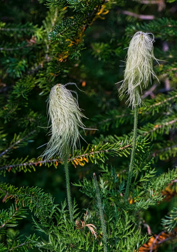 Western anemones, alpine flowers of the Rockies