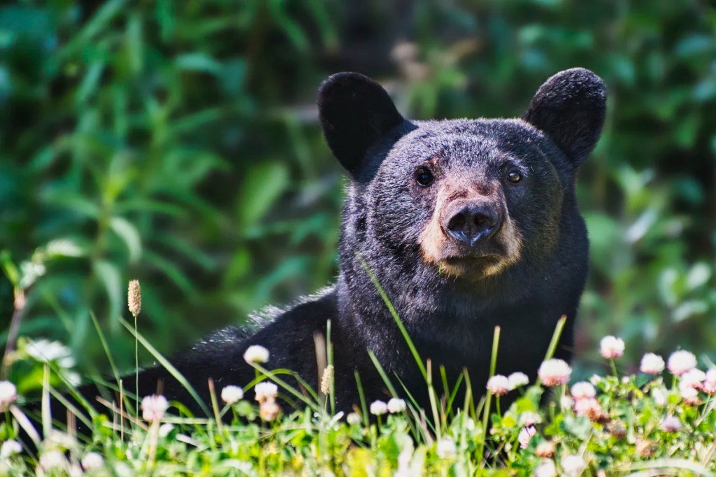 Bear, Stewart-Cassiar Highway, BC