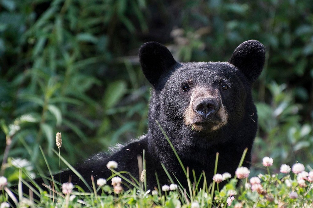Bear Stare, Stewart-Cassiar Highway Bear Stare, Stewart-Cassiar Highway, British Columbia