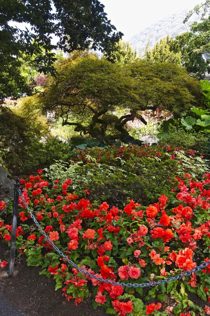 red Wax Begonia, Queen Elizabeth Park, Vancouver, BC