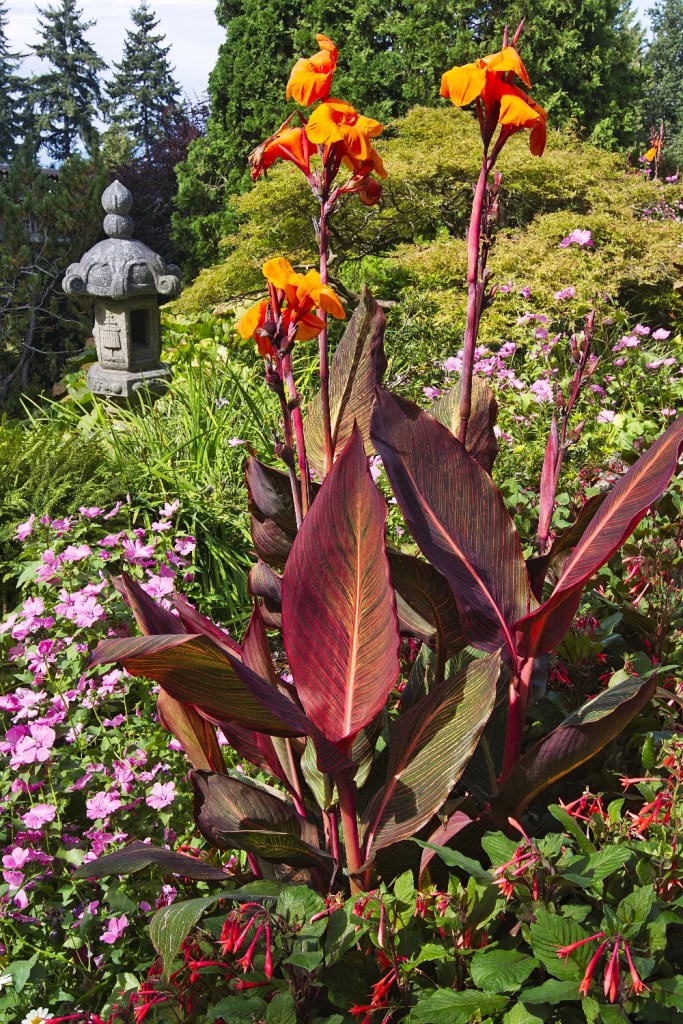 Stone Lantern and Canna Lily, Queen Elizabeth Park, Vancouver, BC