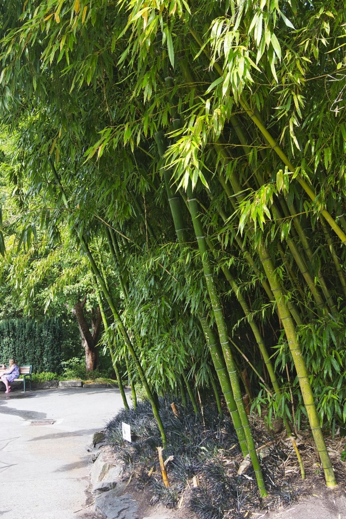 Bamboo Grove, Queen Elizabeth Park, Vancouver, BC