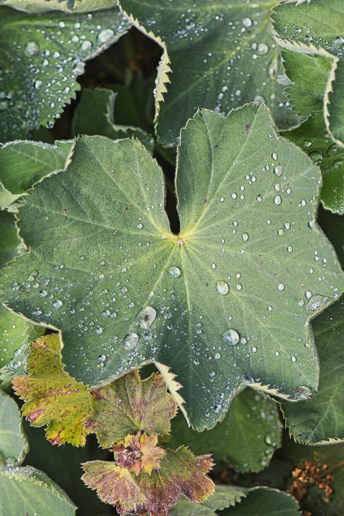 Lady's Mantle leaf with Raindrops, Queen Elizabeth Park, Vancouver, BC