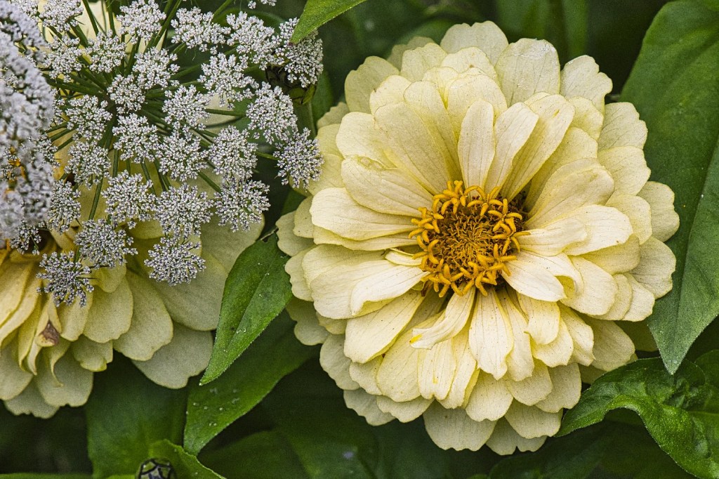 Large Bull Wort & Common Zinnia, Queen Elizabeth Park, Vancouver, BC