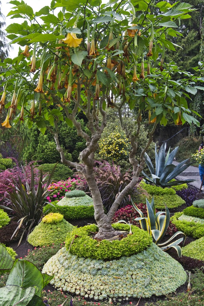 Golden Angel's Trumpet, Queen Elizabeth Park, Vancouver, BC