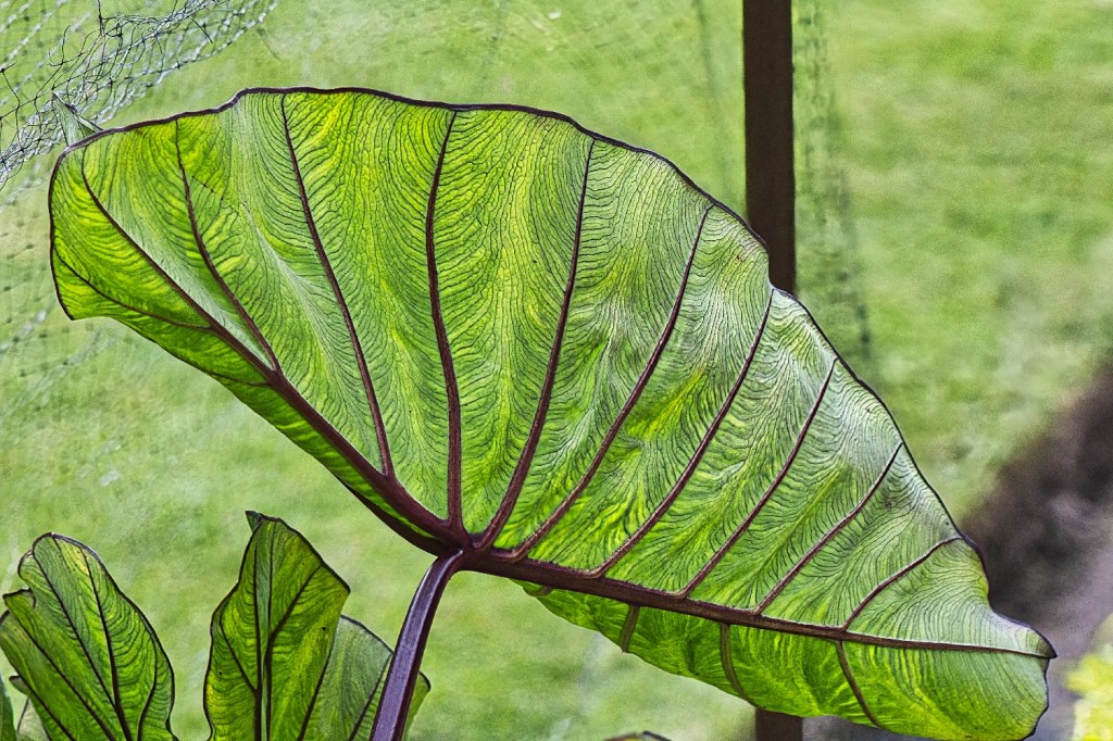 Backlit Taro Leaf, Queen Elizabeth Park, Vancouver, BC