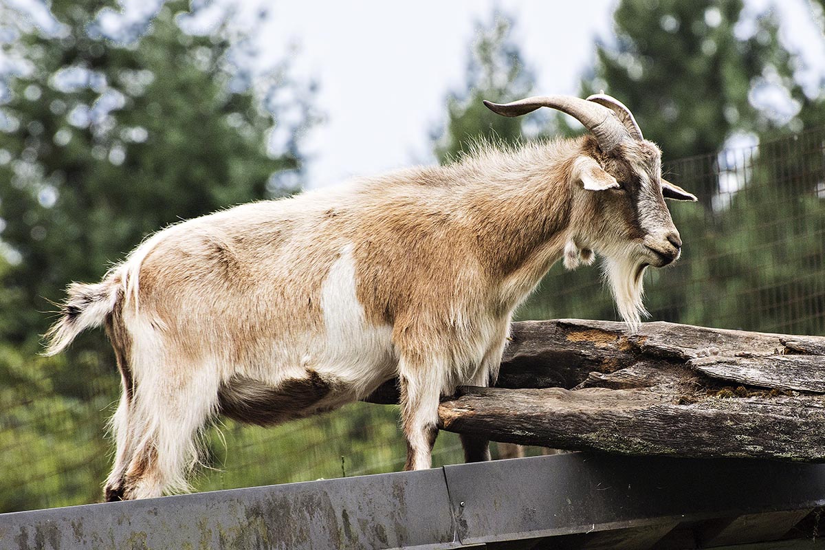 Goat Closeup, Coombs BC